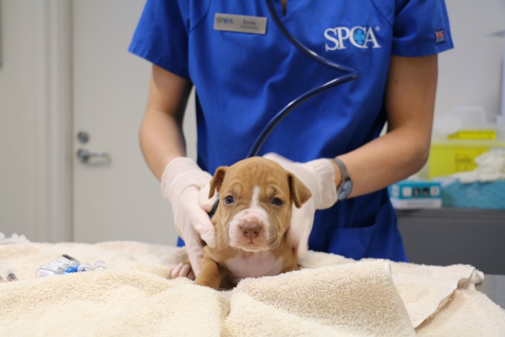 Spca Services Otago Community Trust Grants $756K to Aid Social Services, Arts ...