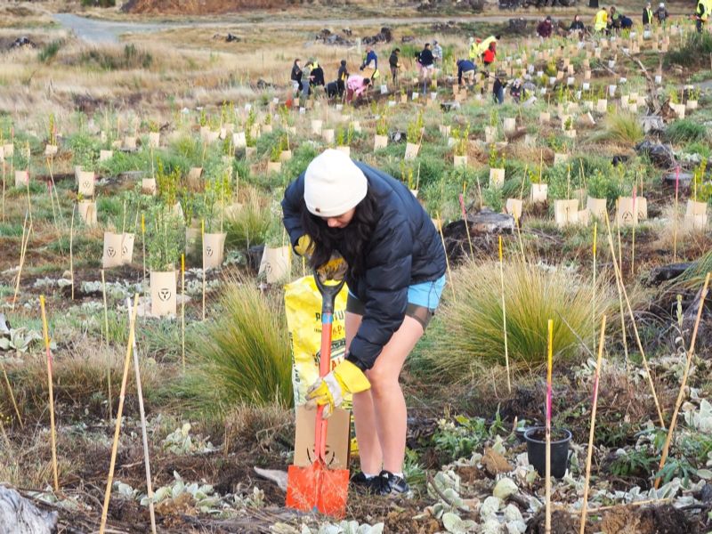 Lake Ōhau Planting
